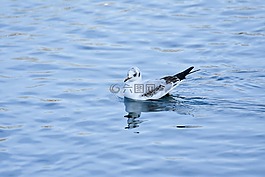 海鷗,水,鳥