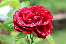 玫瑰,花,廠