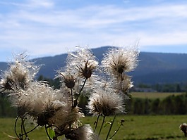 薊,景觀,小山