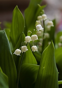 鮮花,鈴蘭,春
