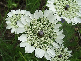 女王,人工神經網絡的,花邊
