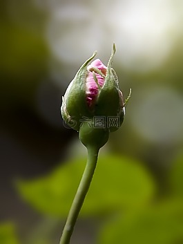 鲜花,罗斯巴德,自然