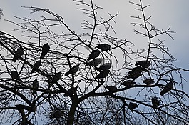 鳥,鴿子,樹