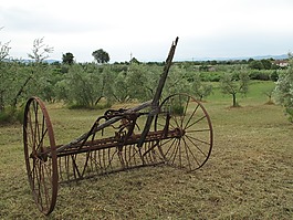 橄欖,果園,農(nóng)田