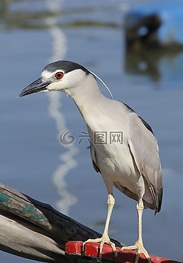 鷺,鳥,夜鷺