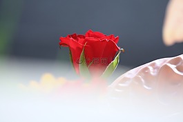 玫瑰,花,薄霧