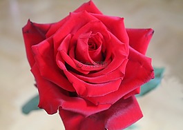 紅玫瑰,玫瑰,開花