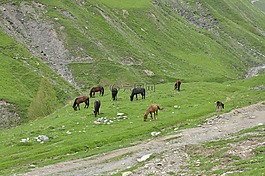 格魯吉亞,馬,這匹馬