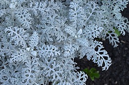 白,蕨類(lèi)植物,自然