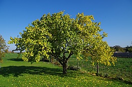 樹(shù),杏,秋