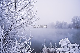 冬天,水,树