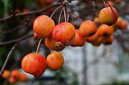 蘋果,秋,枝杈