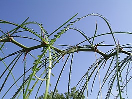 植物,葉子,綠色