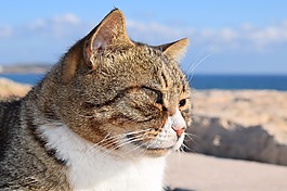 貓,迷路,動物