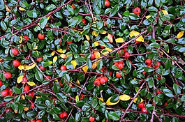 背景,紅色,漿果