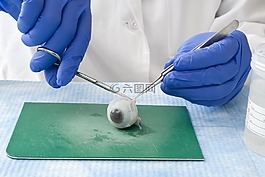 科學(xué)家,實驗室,研究