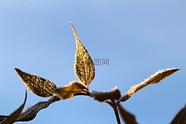 葉子,霜,冬天