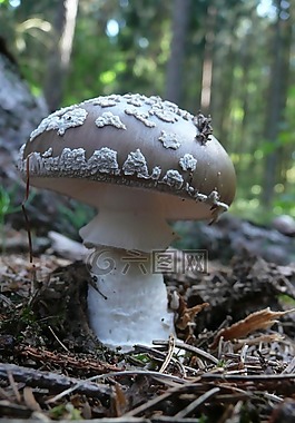 毒菌,背景,自然