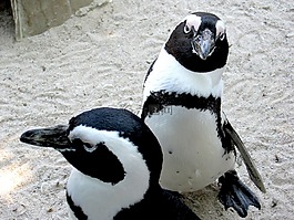 企鵝,動(dòng)物園,動(dòng)物