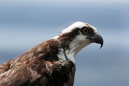 魚鷹,鳥,野生