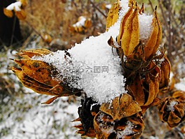 雪,植物,死亡