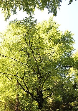 樹,綠色,葉子