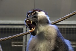 猴子,动物园,äffchen