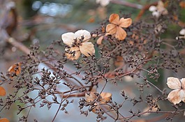 死亡,水華,季節