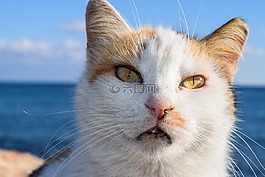 貓,迷路,動物