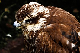 鷹,猛禽,鳥
