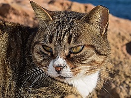 貓,迷路,動物