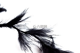 羽毛,紋理,軟