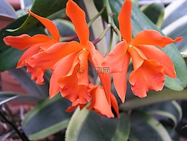 蘭花,花,橙色
