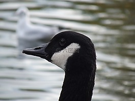 鵝,頭,鳥嘴