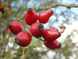 玫瑰果,水果,性質(zhì)