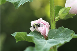 蜜蜂,授粉,傳粉者
