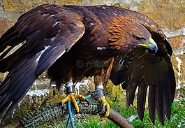 鷹,猛禽,鳥