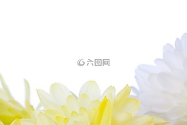 盛開(kāi),開(kāi)花,邊境
