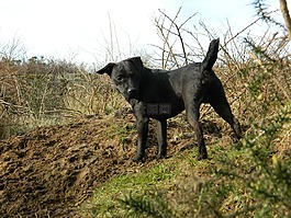 狗,小獵犬,狩獵