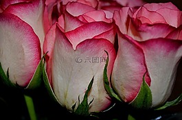 鮮花,花,植物