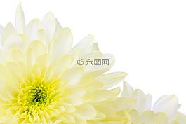 盛開,開花,邊境