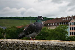 鴿子,墻,鳥