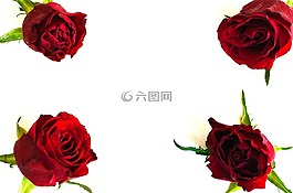鮮花,花,植物