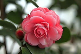 花,玫瑰,愛情