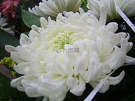 菊花,花,白