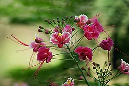 孔雀花,粉紅色,鮮花