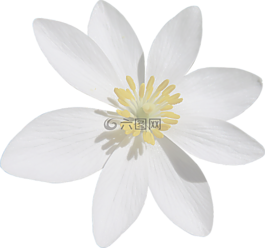 血姜黃,白花,剪出