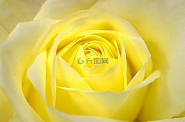 鮮花,花,植物