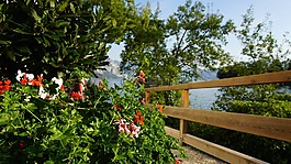 traunsee,鮮花,木棧道