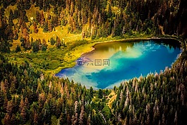景觀,森林,樹